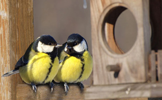 Накормите птиц