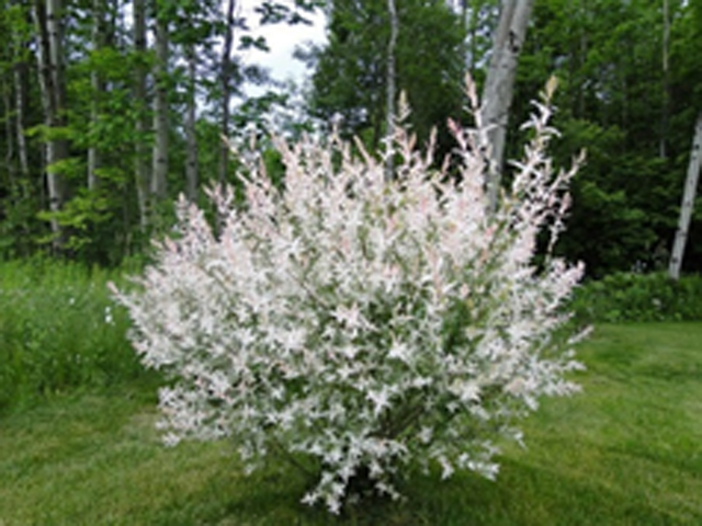 Ива Хакуро Нишики Ива Хакуро Нишики
