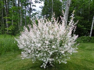 Ива Хакуро Нишики Ива Хакуро Нишики