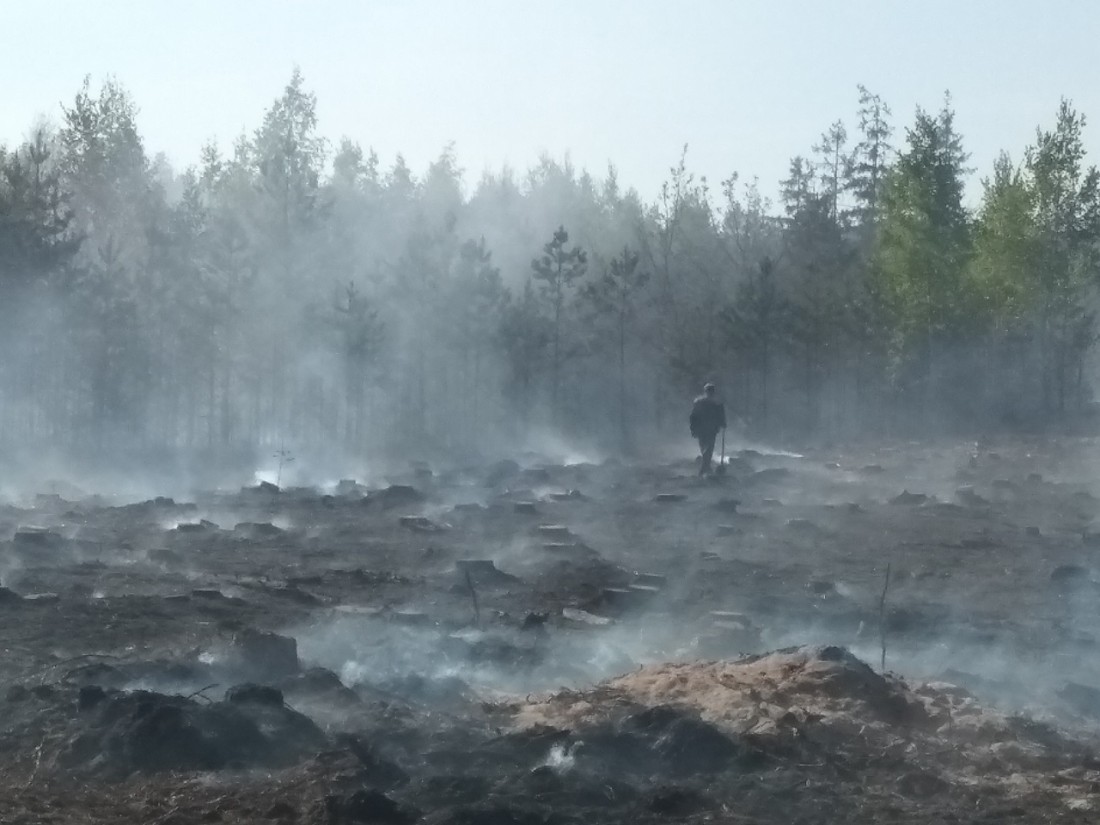 Пожар в Богушевичском лесничестве 19.05.2019