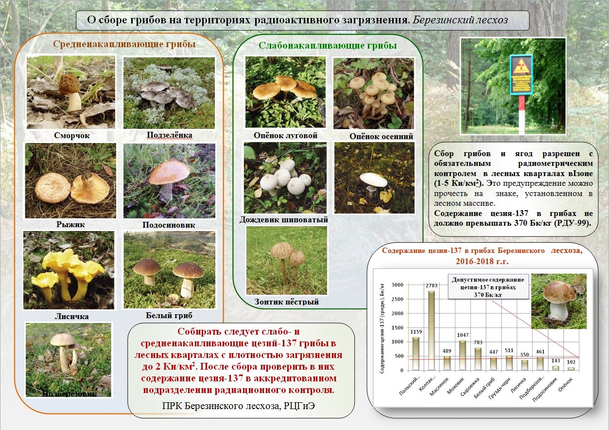 Грибы
