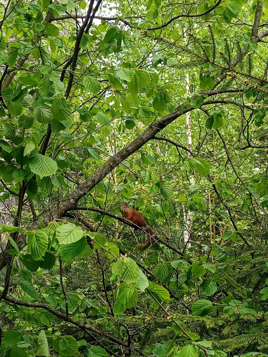 Белка, она же inamabilis sciurus по латыни